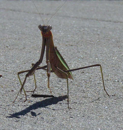 Praying mantis walking along a sidewalk at Horn Point Laboratory 
