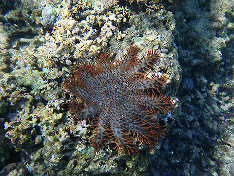 Crown of thorns seastar on southern Upolu Island reef affected by tsunami