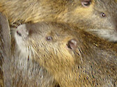 Nutria (Myocaster coypus) are an introduced semi-aquatic rodent species originally brought to Maryland for fur in the 1940s, but are since considered to be nuisance species, destroying large areas of marshland, particularly around the Blackwater National Wildlife Refuge. 