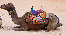 Camels can provide transportation for both people and cargo in the desert, but in this case they are used for tourism. 