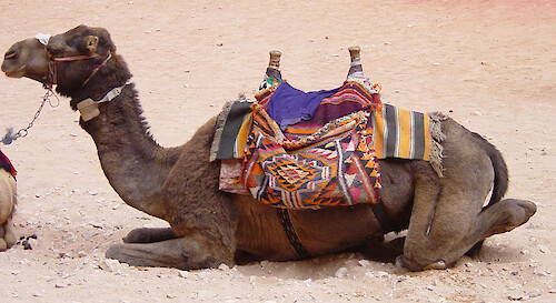 Camels can provide transportation for both people and cargo in the desert, but in this case they are used for tourism. 
