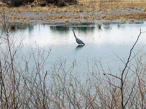 Blackwater National Wildlife Refuge is home to many wading birds. 