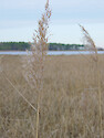 Marsh grasses in Blackwater National Wildlife Refuge