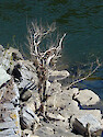 This barren tree sits on an island in the middle of a river near the confluence of the Potomac and Shenandoah Rivers. 