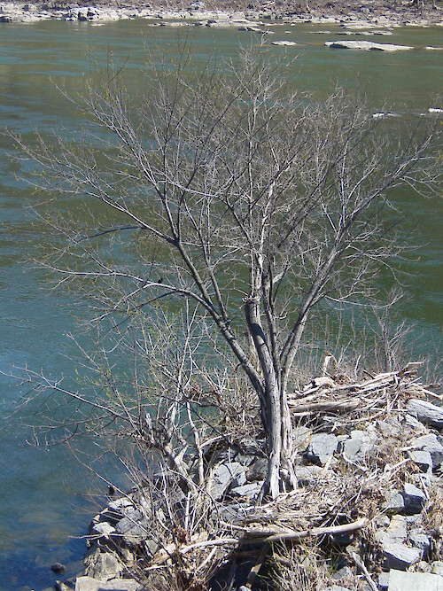 This tree sits on an island in the middle of the river near the confluence of the Potomac and Shenandoah Rivers. 