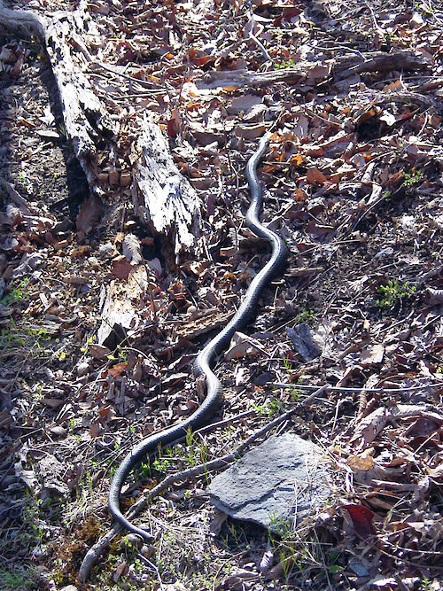 A black snake found while hiking at Harper's Ferry