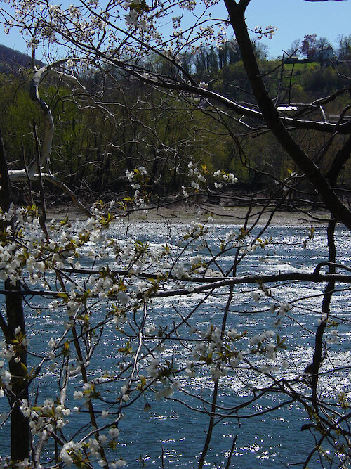 Blossoms form during spring near the confluence of the Shenandoah and Potomac Rivers at Harper's Ferry, West Virginia 