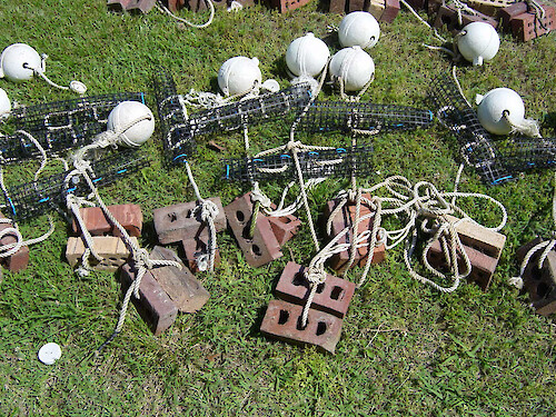Assembled gear to deploy oyster biological indicators. Cages will hold the oysters and will be suspended 0.5 meters above the bottom by the buoys and anchored by the bricks. 