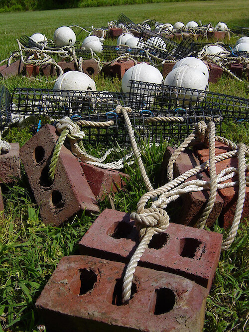 Oysters are placed in cages which are suspended by buoys and anchored with bricks. 
