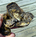 The eastern oyster (Crassostrea virginica) builds reefs as oyster larvae set onto other oyster shells, as seen in this small clump of at least four oysters. 