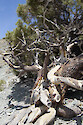 This tree is found along the trail to Telescope Peak. It struggles against winds and altitude. Death Valley has quite a variety of topography and geologic formations.