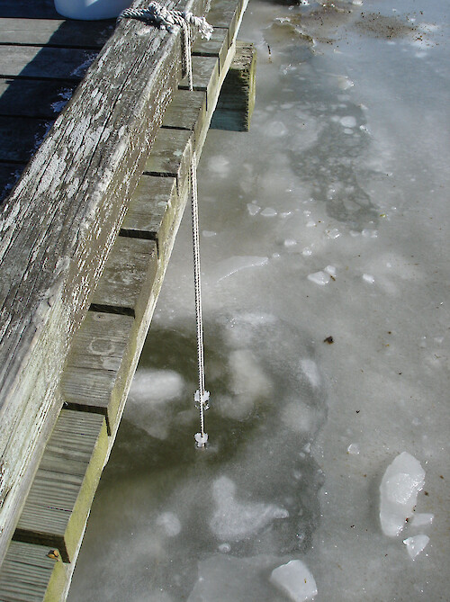 Bags holding oysters hang off the Horn Point Laboratory dock under a layer of ice in the Choptank River