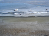 Ice on the Choptank River formed all the way up to the beach at Horn Point Laboratory