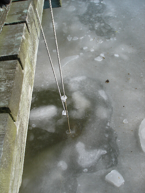 Oysters can survive if kept below the layer of ice. 