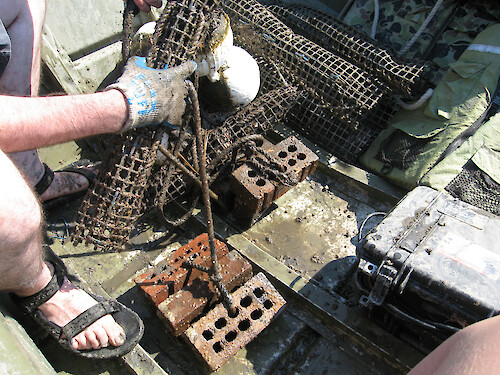 Cages for oyster biological indicators are messy with sediment and fouling after deployment