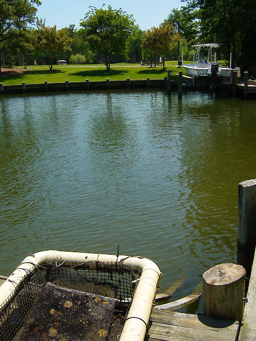 A golf course is adjacent to hardened shoreline in Ocean Pines, Maryland. An Oyster Gardener grows oysters in a Taylor float nearby (foreground). 