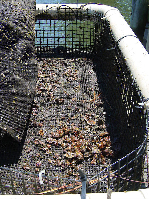 A Taylor float is used for Oyster Gardening for oyster restoration. The PVC tubing allows these oysters to grow near the surface of the water, above water that is potentially hypoxic (with little oxygen) or anoxic (no oxygen). 
