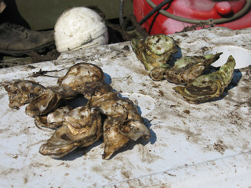 These oyster biological indicators were collected after deployment in a tributary of Monie Bay. One set had a greenish tinge, while the other did not, even though both sets were deployed at the same site. 