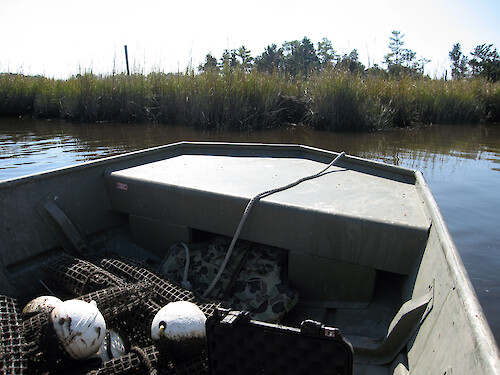 Guiding the boat to deploy oyster biological indicators near a salt marsh. 