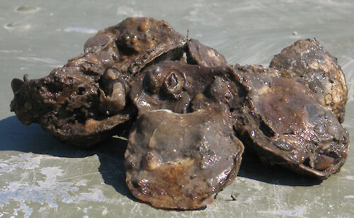 Eastern oyster (Crassostrea virginica)