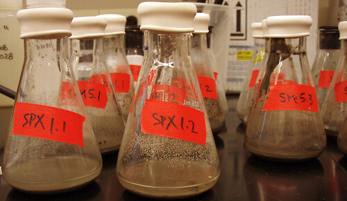 Sediment slurries in triplicate were mixed and flasks were capped to trap gases released during denitrification