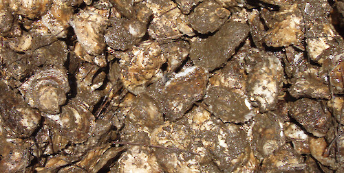 Oysters (Crassostea virginica) 