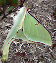 Luna moth (Actias luna)