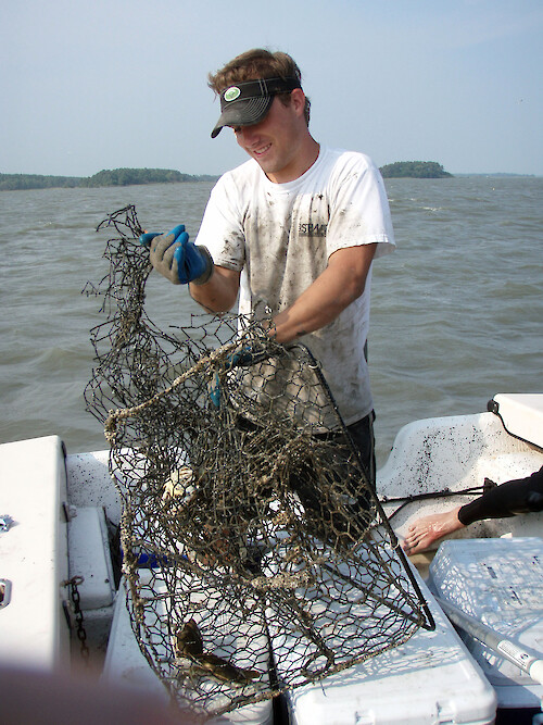 Ghost crab pot (lacking a marker buoy) recovered in Maryland's Coastal Bays. Ghost fishing results in a number of mortalities for fish, blue crabs, and other estuarine or marine organisms. 