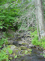 Stream along a trail in Canaan Valley State Park. 