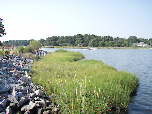 A buffer of marsh accreting from shore. 