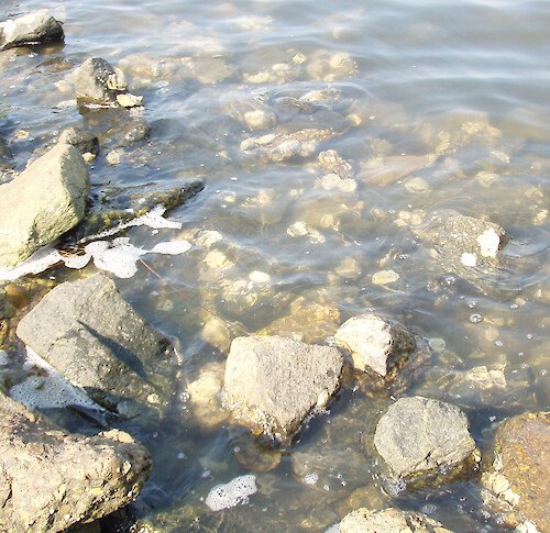 Eastern oysters (Crassostrea virginica) growing along rocks at Virginia Beach State Park.