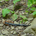 Blue-spotted salamander (Ambystoma laterale) found along a trail in Canaan Valley State Park. 