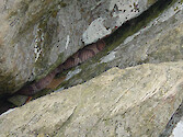 Snake hiding in a crevass between rocks. 