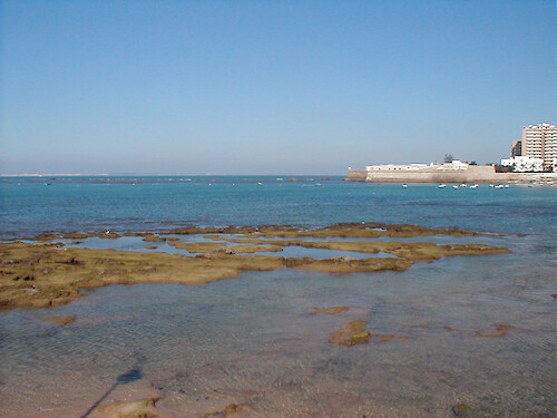 The rocky intertidal zone of Cadiz, Spain. 