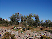 An olive grove. The mountains of Alfara de Carles, in Cataluna, Spain. Olives, alfalfa and almonds are grown in the foothills on the eastern side, near the town of Tortosa. Agriculture is the principal economic activity in this area. 