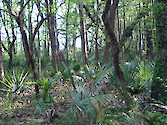Palmetto forest in ACE Basin National Estuarine Research Reserve, South Carolina