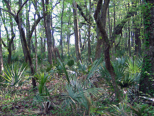 Palmetto forest in ACE Basin National Estuarine Research Reserve, South Carolina