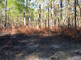 Fire management in ACE Basin National Estuarine Research Reserve, South Carolina
