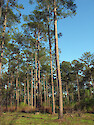 Forest in ACE Basin National Estuarine Research Reserve, South Carolina