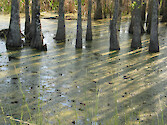 Wetlands in ACE Basin National Estuarine Research Reserve, South Carolina