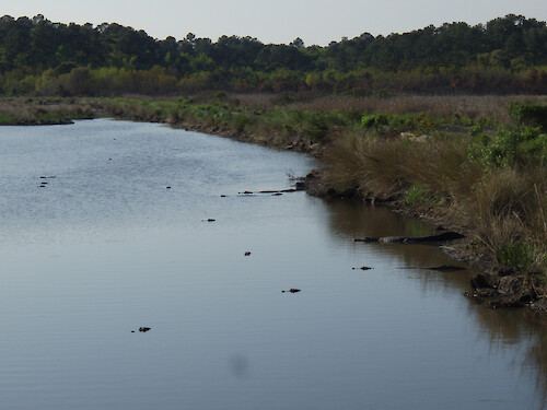 Alligators at ACE Basin National Estuarine Research Reserve, South Carolina