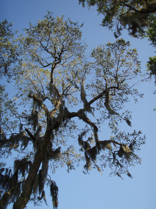 Tree with Spanish moss growing in ACE Basin National Estuarine Research Reserve, South Carolina