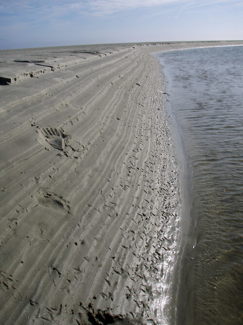 Hand and bird prints dot this steep channel in the beach carbed by overwash. 