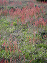 Dune grasses in bloom along beaches by Charleston, South Carolina