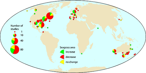 Global seagrass database analysis revealed net losses