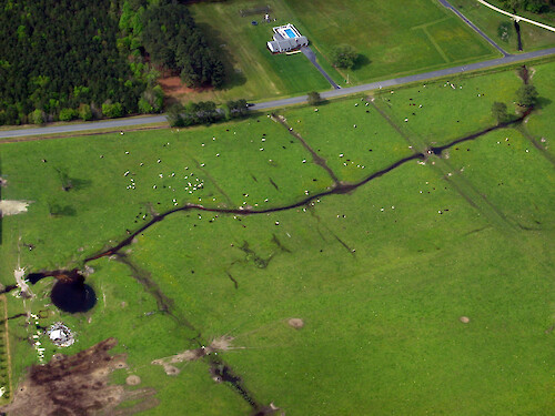 Cows grazing in a field near Salisbury Airport.