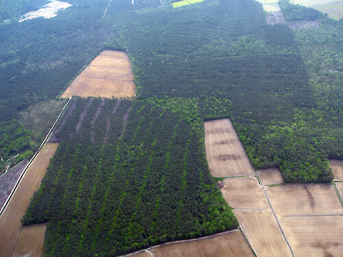 Aerial view of a forest in Virginia's Eastern Shore.