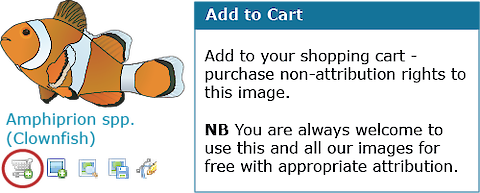 Adding a symbol to the cart from the symbol download page.