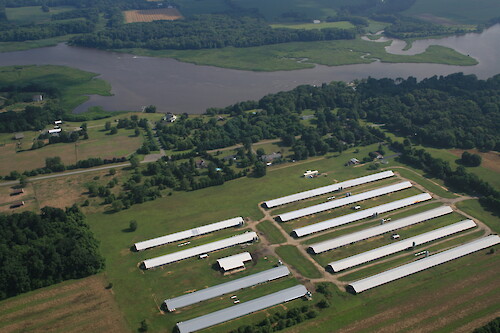 Poultry houses on the Chester River, west of Crumpton