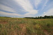 Warm-season grasslands in Manassas National Battlefield Park. Warm-season grasslands are ecologically diverse and provide habitat for many species of birds, insects, and small mammals